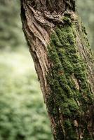 grünes Moos auf einem Baum foto