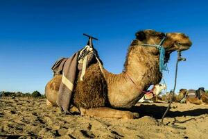 ein Kamel mit ein Sattel Sitzung auf das Sand foto