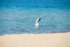 Weiß Möwe mit angehoben Flügel auf Wasser auf Blau Meer, Ozean, See mit Strand. Wellen und Sand. Meer Vogel. Kopieren Raum foto