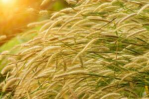 Blume Gras mit Sonnenlicht im das Wald. foto