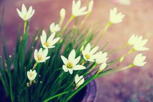 Weiß Blume von Regen Lilie foto