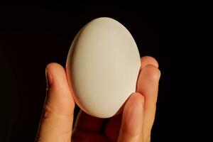 Weiß Hähnchen Ei im ein Frau Hand. foto