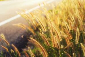 Blume Gras im das Sommer. foto