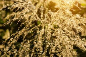 Blume Gras im das Sommer. foto