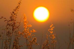 Blume Gras auf das Berg mit Sonnenuntergang. foto