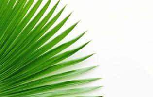 ai generiert ein Bild von ein Palme Blatt auf ein Weiß Oberfläche foto