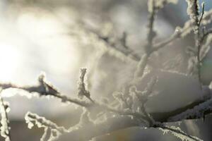 natürlich verschwommen Winter Hintergrund mit nackt Baum Geäst bedeckt durch Weiß flauschige Schnee Sonne Hintergrundbeleuchtung foto