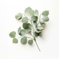 ai generiert ein klein Grün Eukalyptus Pflanze auf ein Weiß Hintergrund, foto