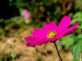 rosafarbene Kosmosblumen auf dem Blumenfeld foto