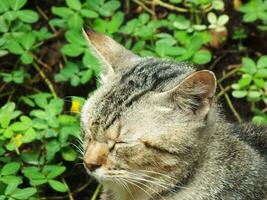 Wanderer Katze, streunend Katze. neugierig Katze erkunden es ist Umfeld. süß bezaubernd katzenartig genießen Hinterhof. flauschige Katze allein auf das Park foto