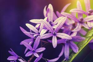 violett petrea Blumen auf Baum. foto