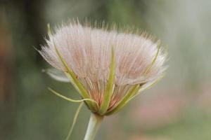 Samenkopf der Gelbwurzel foto