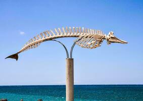 ein Fisch Skelett auf ein Pole in der Nähe von das Ozean foto