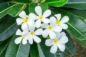 Plumeria Frangipani Weiß Blume Gelb Pollen foto