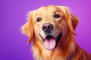 ai generiert ein Nahansicht Porträt von ein golden Retriever Hündchen auf ein lila Hintergrund foto