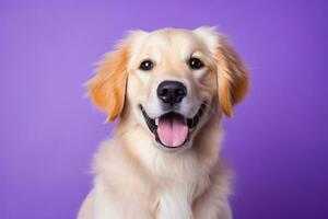 ai generiert ein Nahansicht Porträt von ein golden Retriever Hündchen auf ein lila Hintergrund foto