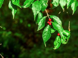 Amur Geißblatt oder Lonicera maackii im Oktober. das Früchte sind ungenießbar. foto