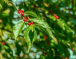 Amur Geißblatt oder Lonicera maackii im Oktober. das Früchte sind ungenießbar. foto