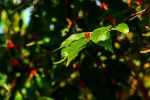 Amur Geißblatt oder Lonicera maackii im Oktober. das Früchte sind ungenießbar. foto