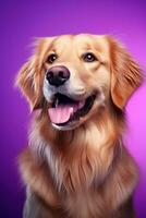 ai generiert ein Nahansicht Porträt von ein golden Retriever Hündchen auf ein lila Hintergrund foto