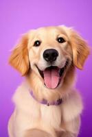 ai generiert ein Nahansicht Porträt von ein golden Retriever Hündchen auf ein lila Hintergrund foto