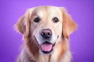 ai generiert ein Nahansicht Porträt von ein golden Retriever Hündchen auf ein lila Hintergrund foto