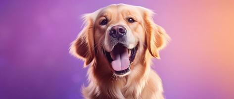 ai generiert ein Nahansicht Porträt von ein golden Retriever Hündchen auf ein lila Hintergrund foto