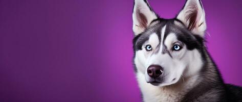 ai generiert ein Nahansicht Porträt von ein heiser Hund mit Blau Augen und ein lila Hintergrund foto