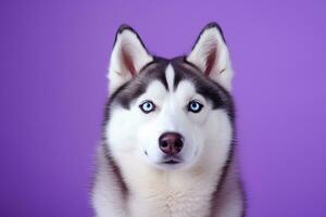 ai generiert ein Nahansicht Porträt von ein heiser Hund mit Blau Augen und ein lila Hintergrund foto