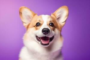 ai generiert süß Walisisch Corgi Hund auf ein lila Hintergrund foto