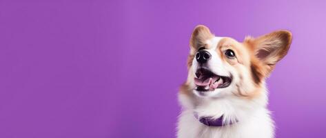 ai generiert süß Walisisch Corgi Hund auf ein lila Hintergrund foto