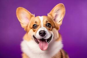 ai generiert süß Walisisch Corgi Hund auf ein lila Hintergrund foto