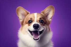 ai generiert süß Walisisch Corgi Hund auf ein lila Hintergrund foto