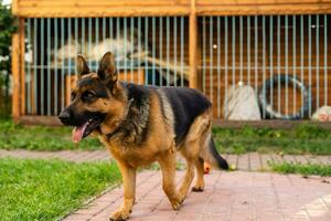 ein langhaariger deutscher schäferhund im hof foto