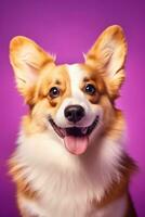 ai generiert süß Walisisch Corgi Hund auf ein lila Hintergrund foto