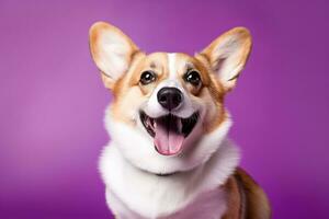 ai generiert süß Walisisch Corgi Hund auf ein lila Hintergrund foto