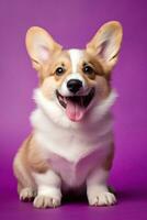 ai generiert süß Walisisch Corgi Hund auf ein lila Hintergrund foto