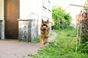 ein langhaariger deutscher schäferhund im hof foto