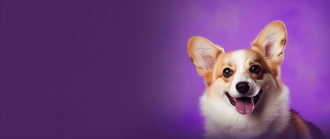 ai generiert süß Walisisch Corgi Hund auf ein lila Hintergrund foto