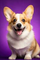 ai generiert süß Walisisch Corgi Hund auf ein lila Hintergrund foto