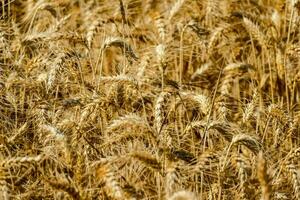 ein schließen oben von ein Feld von reif Weizen foto