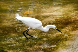 schneebedeckt Reiher im das Wasser foto