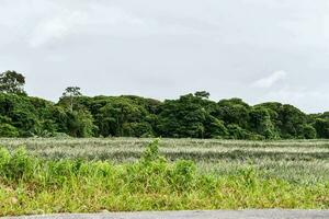 ein grasig Grün Feld foto