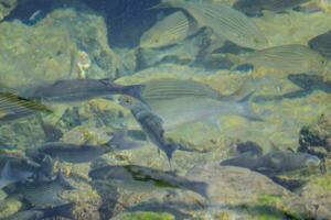 ein Gruppe von Fisch Schwimmen im das Wasser foto