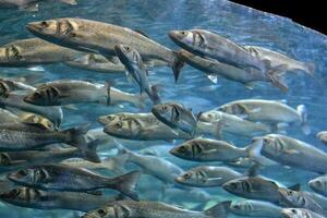 ein groß Gruppe von Fisch Schwimmen im ein Aquarium foto