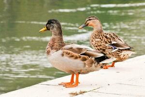 zwei Enten Stehen auf ein Dock in der Nähe von Wasser foto