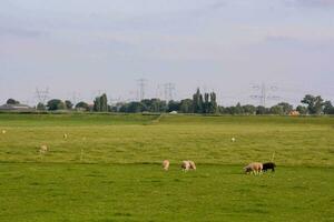 ein Feld mit Schaf Weiden lassen im es foto