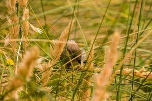 ein Vogel ist Sitzung im hoch Gras foto