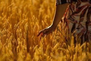 Land, Natur, Sommer- Feiertage, Landwirtschaft und Menschen Konzept - - schließen oben von jung Frau Hand berühren Ährchen im Müsli Feld foto