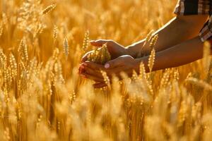 Land, Natur, Sommer- Feiertage, Landwirtschaft und Menschen Konzept - - schließen oben von jung Frau Hand berühren Ährchen im Müsli Feld foto